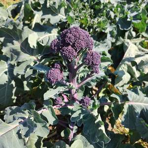 Organic Broccolini Green Seedlings - 8 pack bundle