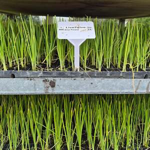 Organic Spring Onion Seedlings - 8 pack bundle