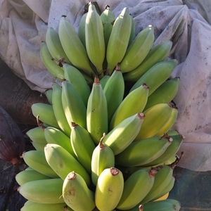 Lady Finger Bananas New Zealand Grown Whole Heart