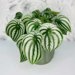 Plants And Pots: Watermelon Pepperomia