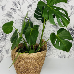 Monstera Deliciosa in Pot