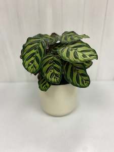 Plants And Pots: Calathea Plant