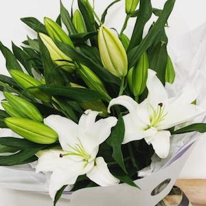 New Collection: Christmas Lilies