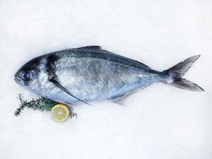 Fresh Fish: Fresh Blue Warehou Fillets