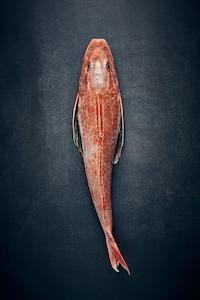 Fresh Fish: Fresh Gurnard Fillets