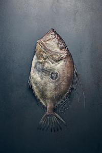 Fresh Fish: Fresh John Dory Fillets
