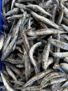 Frontpage: NZ Anchovies
