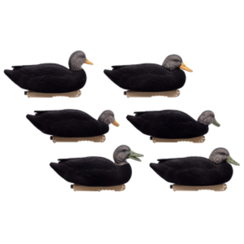 'Live' series | Floating Black Ducks - Fully Flocked