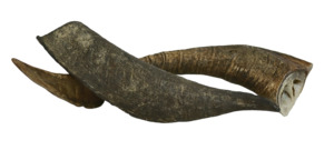 Wild Goat Horn Chew Large