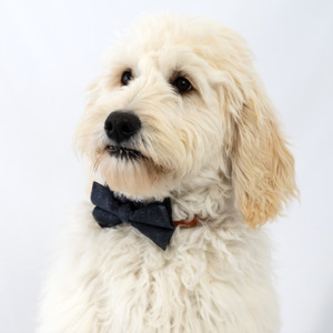 Charcoal Sands Bow Tie