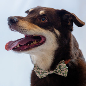Olive You Bow Tie