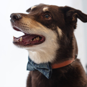 Forest Trail Bow Tie