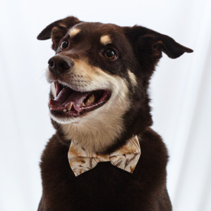 Coastal Breeze Bow Tie