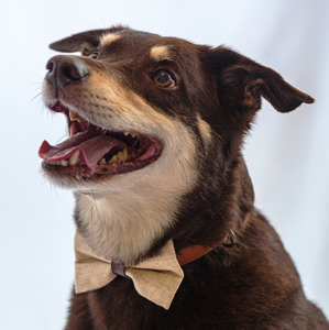 All Dog Bowties: Champagne Cove Bow Tie