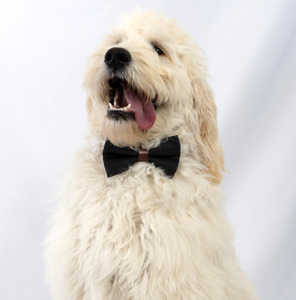 All Dog Bowties: Slate Summit Bow Tie