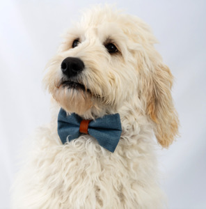 All Dog Bowties: Pure Pacific Bow Tie