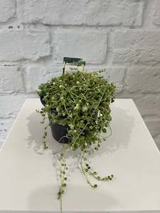 Variegated String of Pearls