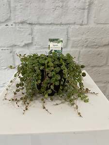 Plants: Peperomia String of Turtles
