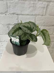 Plants: Epipremnum Trebie