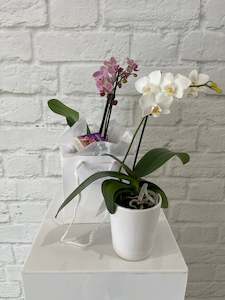 *BACK IN-STOCK* Mini Orchid
