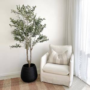 Olive Trees: Double trunk Olive Tree