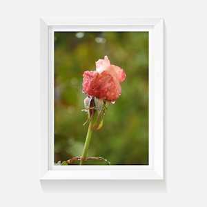 Products: Indoor Art Print After the Rain Wild On Walls NZ