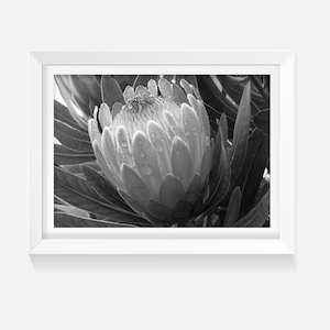 Products: Indoor Artwork Protea Wild on Walls NZ