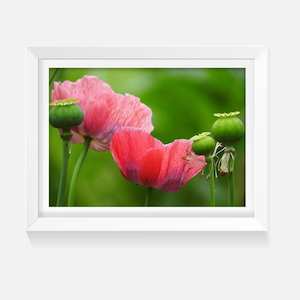 Indoor Artwork Poppy Pop Wild On Walls NZ