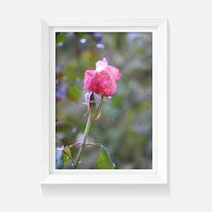 Pink Rose - Wild on Walls