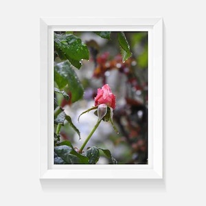 Sweet Rose - Wild on Walls