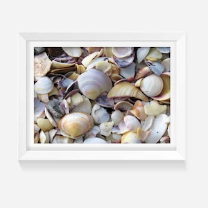 Products: Shimmering Shells - Wild on Walls
