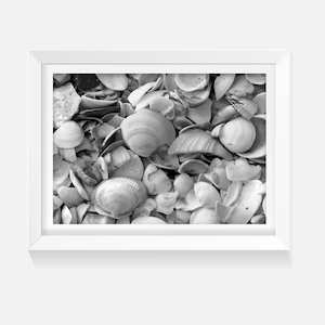 Shells - Wild on Walls