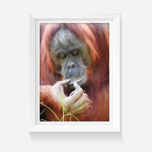 Products: Deep in Thought - Wild on Walls