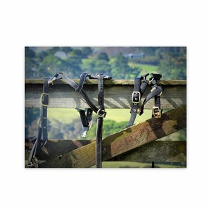 Products: Kiwiana Garden Art After The Ride Wild On Walls