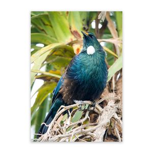 Products: Outdoor Wall Art Nz Tui Wild On Walls Garden Art Nz