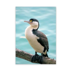Products: METAL WALL ART Little Pied Cormorant WILD ON WALLS NZ MADE