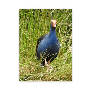Products: Kiwiana Art Prints Garden Art Wild On Walls Now