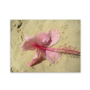 Products: Beach Paintings Outdoor Garden Art Wild On Walls Nz