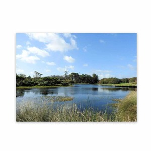 Products: All Weather Art Wetlands View Wild On Walls Nz Made