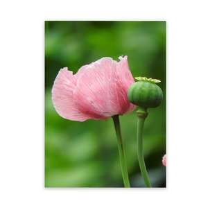 Products: Cool Metal Art Pink Poppy Outdoor Art Wild On Walls