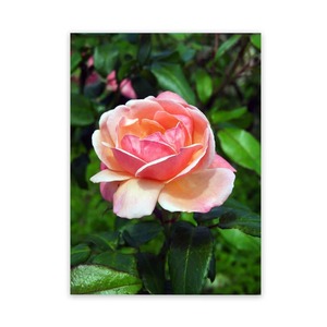 Products: Outdoor Murals Rose Garden Art Panel Wild On Walls