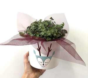 Products: Bubble indoor plant in Christmas ceramic - Wildstem Florists