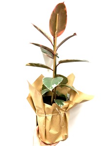 Products: Rubber plant - Wildstem Florists