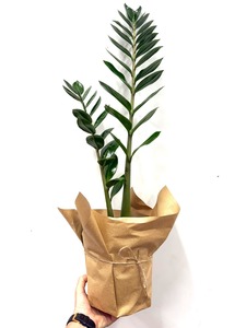 Products: ZZ plant - Wildstem Florists