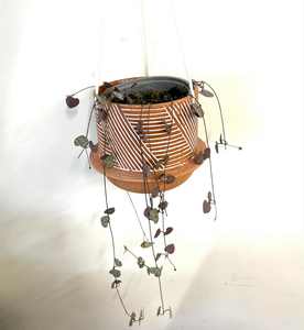 Products: Chain of hearts in hanging pot - Wildstem Florists