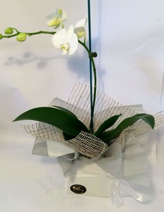 Products: Palaenopsis Orchid - Wildstem Florists