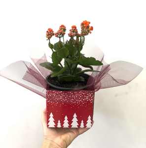 Products: Kalanchoe indoor plant with Christmas box - Wildstem Florists