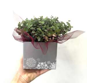 Products: Christmas bubble plant - Wildstem Florists