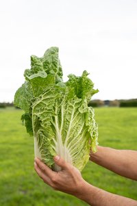 Chinese Cabbage - Wilsons Vegetables