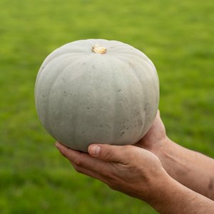 Products: Pumpkin - Grey - Wilsons Vegetables